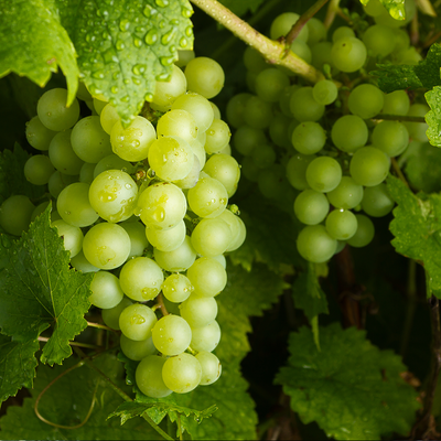 Grapes Green 500g