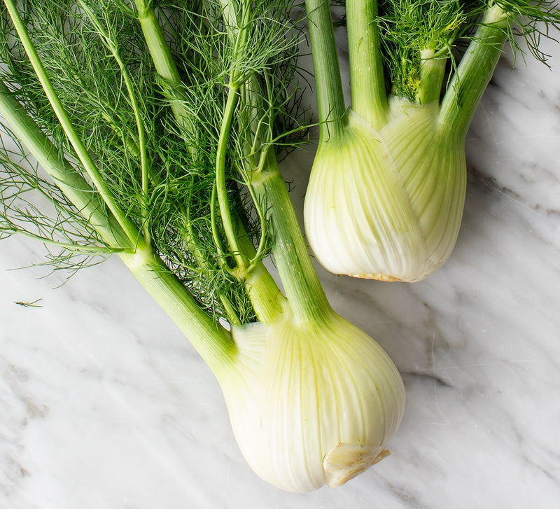 Fennel Bulb