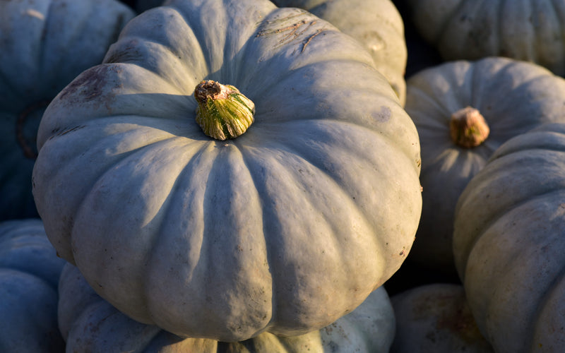 Pumpkin (Crown)